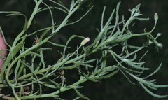 Erigeron divaricatus