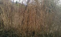 Oenothera elata hirsutissima