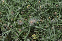 Erigeron divaricatus