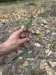 Asclepias subverticillata