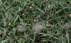 Erigeron divaricatus