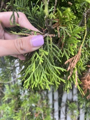 Pestalotiopsis funerea