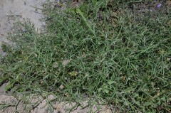 Erigeron divaricatus