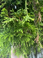 Pestalotiopsis funerea