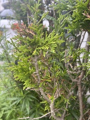 Pestalotiopsis funerea