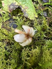 Aegiphila bogotensis