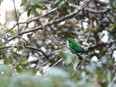 Calyptomena whiteheadi