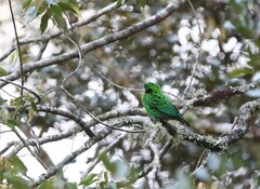 Calyptomena whiteheadi