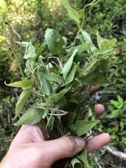 Calystegia catesbeiana