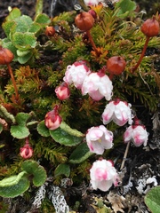 Harrimanella hypnoides