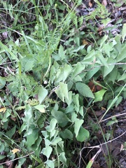 Calystegia catesbeiana
