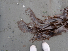 Desmarestia herbacea