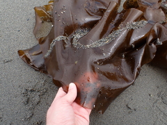 Desmarestia herbacea