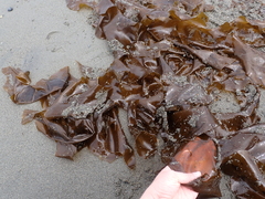 Desmarestia herbacea