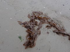 Desmarestia herbacea