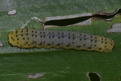Phymatocera