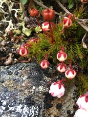 Harrimanella hypnoides