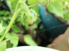 Solanum campechiense