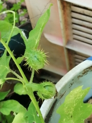 Solanum campechiense