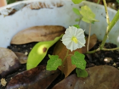 Solanum campechiense