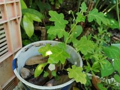 Solanum campechiense