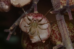 Mangora maculata