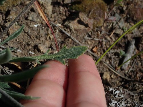 Image of Sandbergia whitedii by (c) Nolan Exe, some rights reserved (CC BY)