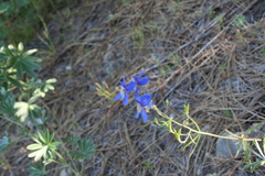 Delphinium sutherlandii