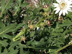 Silphium albiflorum