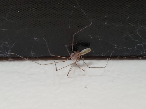 Long-bodied cellar spider