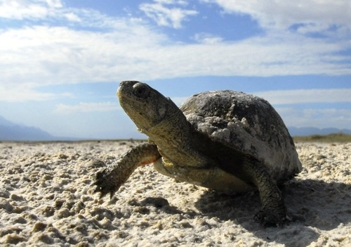 Aquatic Box Turtle