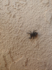 Phidippus audax