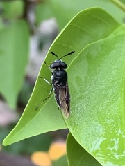 Hoplitimyia subalba