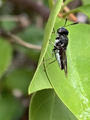 Hoplitimyia subalba