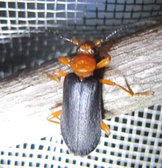 Neopyrochroa flabellata