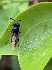 Hoplitimyia subalba