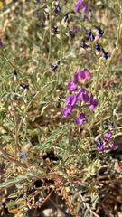 Astragalus palmeri