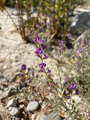 Astragalus palmeri