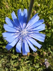 Cichorium intybus