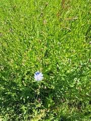 Cichorium intybus