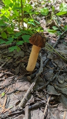 Morchella punctipes