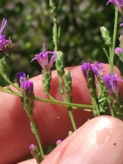 Liatris microcephala