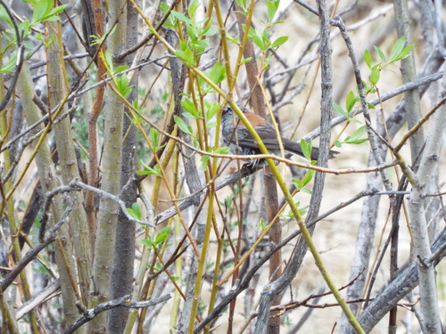 Dark-eyed Junco photographed in Colorado