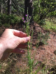 Liatris microcephala