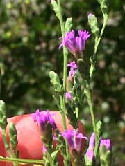 Liatris microcephala