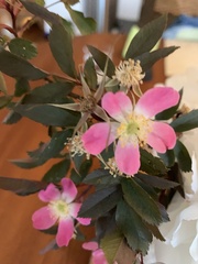 Rosa glauca