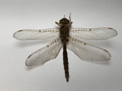 Neurocordulia molesta