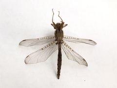 Neurocordulia molesta