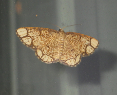 Stegania cararia