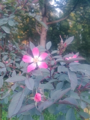 Rosa glauca